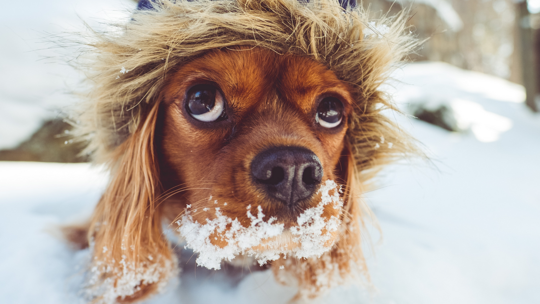 Winter Tips For Your Best Buddy