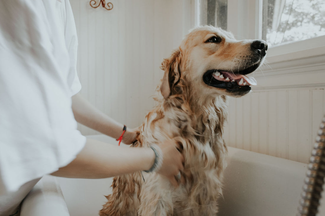 What Is the Best Dog Shampoo and How to Use It to Bathe Your Furry Friend
